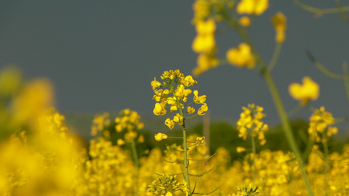 Mustard Blossom -03